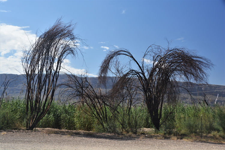 burnt trees